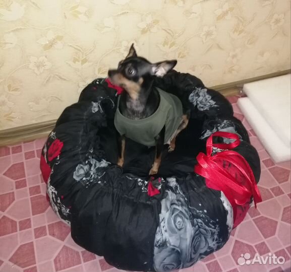 Той-терьер щенки