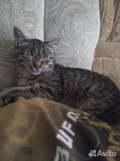 Котята мышеловы