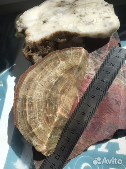 Окаменелое дерево