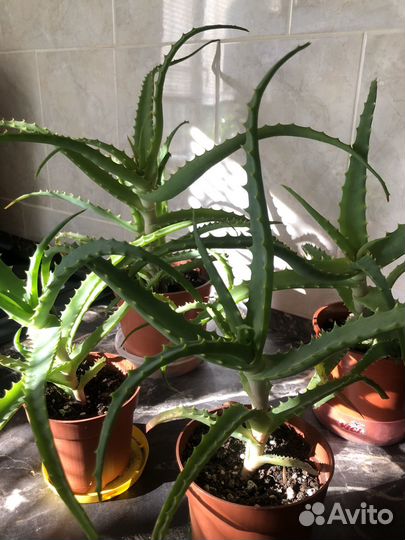 Алоэ столетник