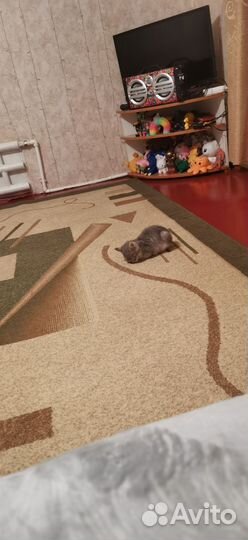 Кот веслоухий