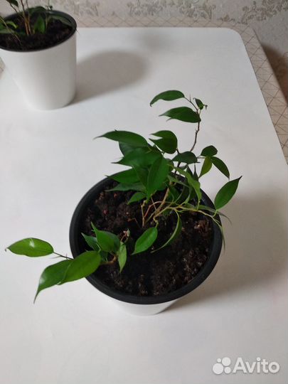Продам фикус бенджамина