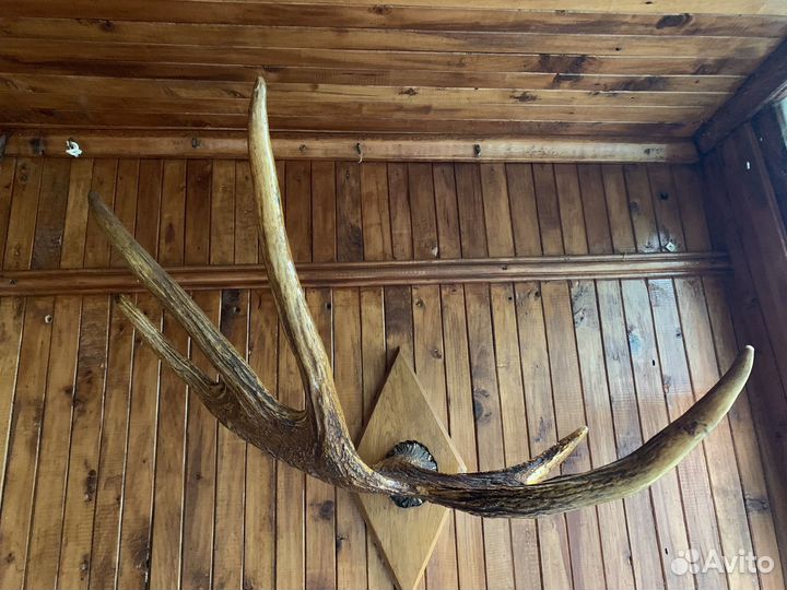 Продам рога лося