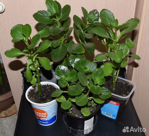 Каланхоэ цветущий