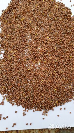 Редька масличная