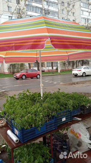 Рассада помидор и перцев