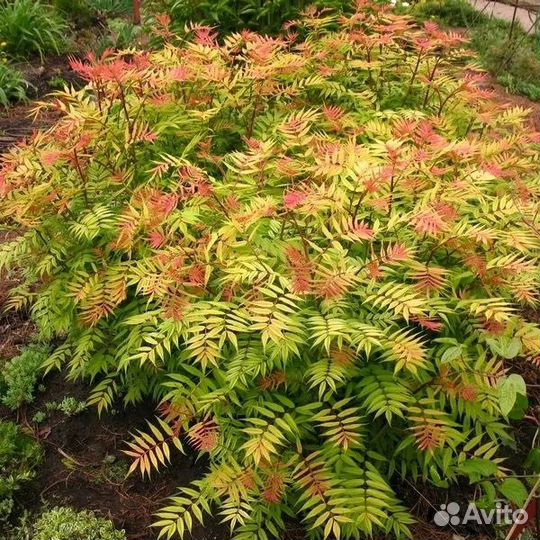 Рябиннолистник сэм