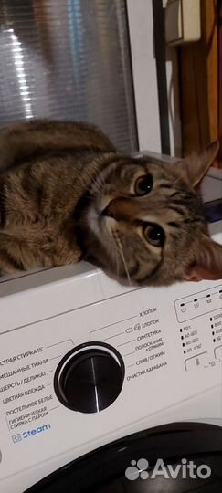 Кот и кошка