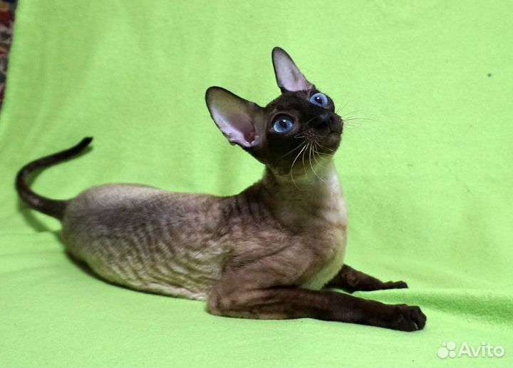 Котята корниш рекс.Редкого окраса