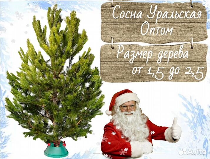 Живые Сосны и Елки на Новый Год опт