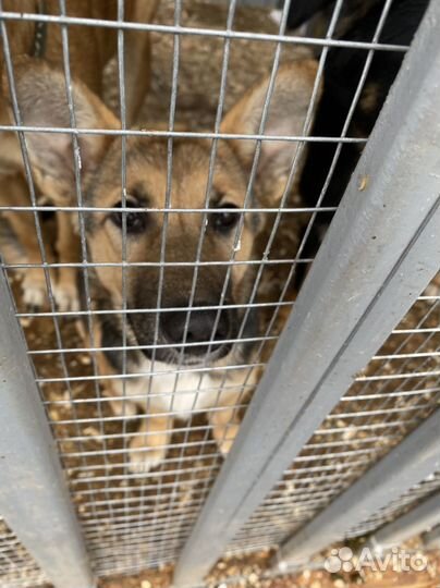 Собака девочка