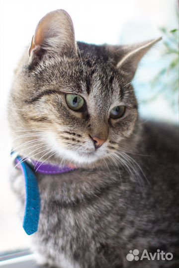 Кошка в дар