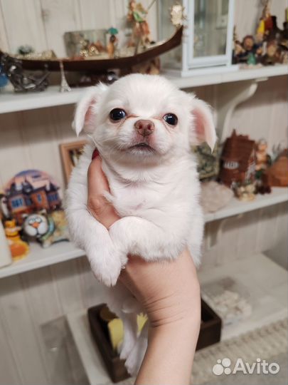 Жемчужинка