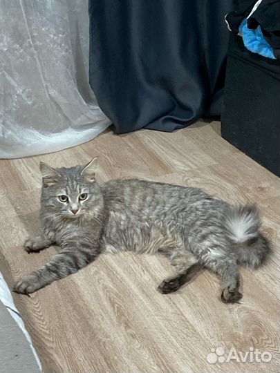 Кот в добрые руки