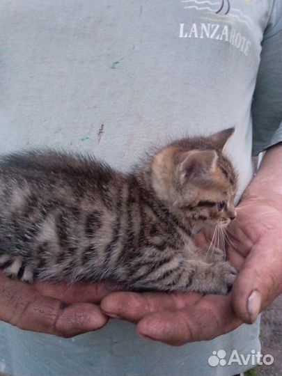 Котята в добрые руки бесплатно