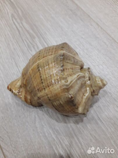 Ракушка морская большая