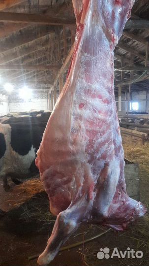 Мясо говядина для собак