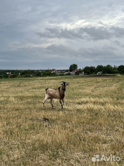 Нубийский козел на племя