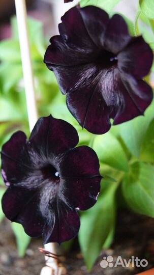 Семена садовых растений / Петуния / Бархатцы /Лён