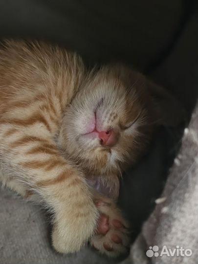 Кошки в добрые руки