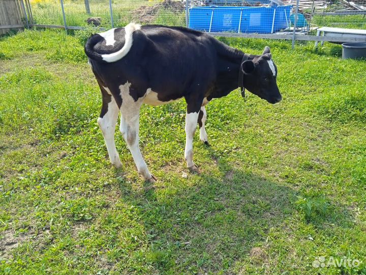 Телка 7 месяцев