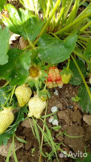 Саженцы клубники ремонтантной