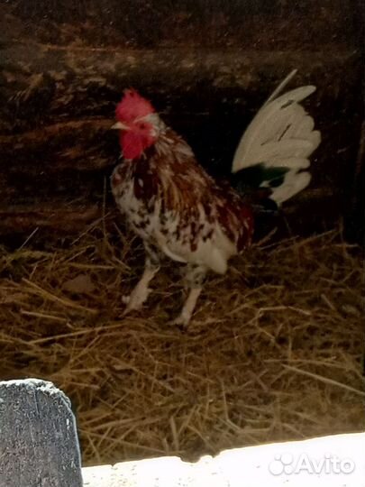 Петух бентамка