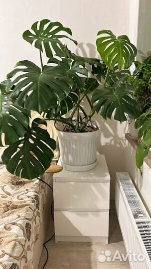 Монстера Борсига