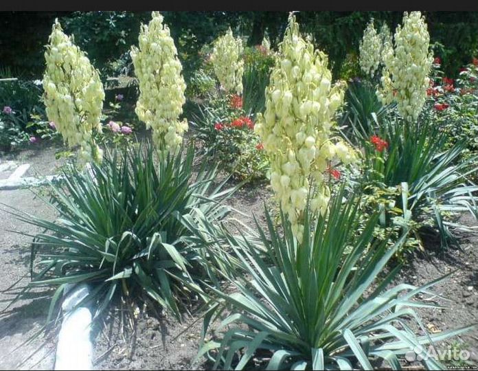 Лавандин, Лаванда, Размарин, Чабрец,Юкка