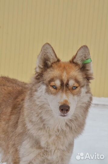 Хаска в добрые руки