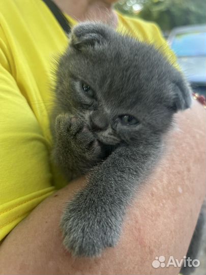 Шотладские котята