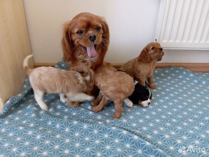 Кавалер кинг чарльз спаниеля щенки