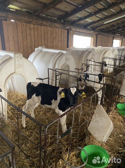 Бычки и телята