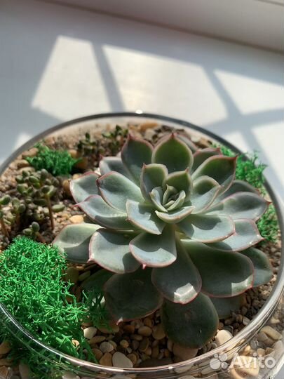 Флорариум с суккулкнтами