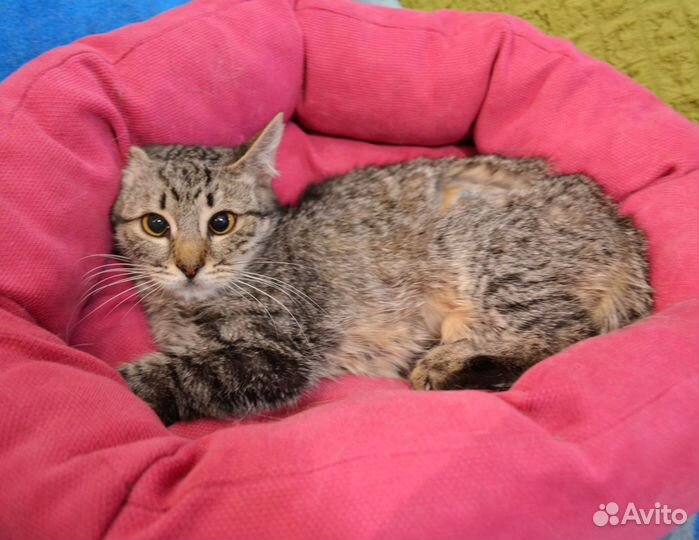 Кошечка Рейчел чувствительная скромница в дар