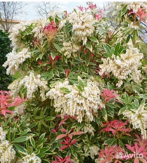 Пиерис japan вариега