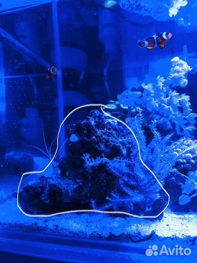 Живые камни в морской аквариум