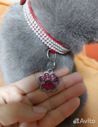 Адресник для собак и кошек