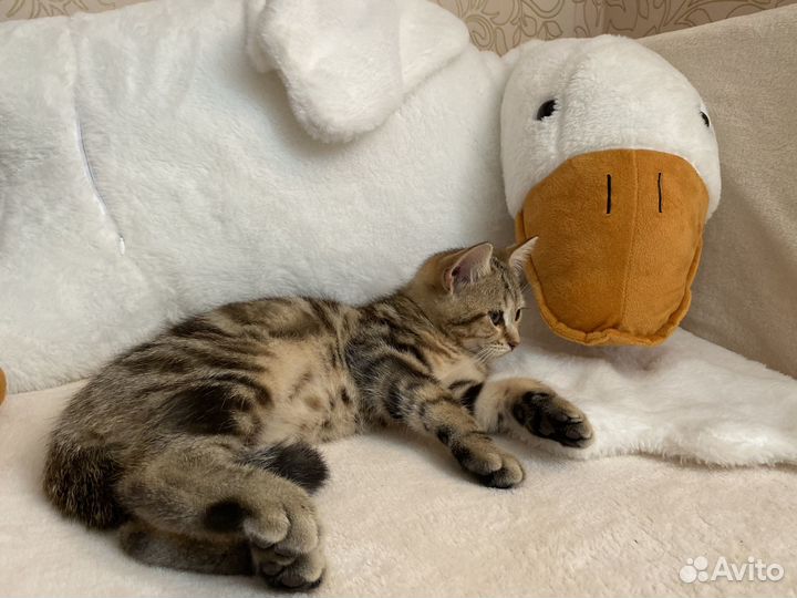 Шотландский мраморный котик