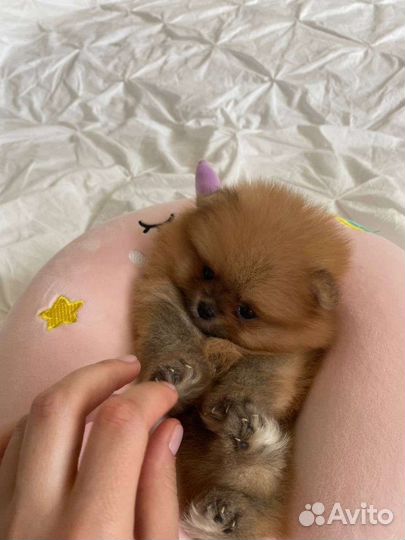 Померанский шпиц мини