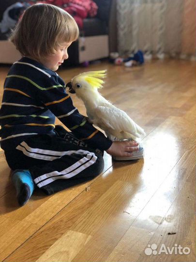 Попугай птенцы