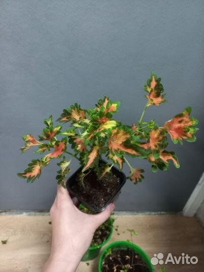 Лагерстремия/Дихондра/Колеус