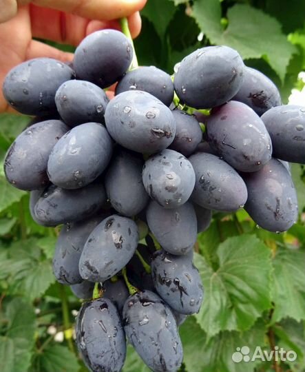 Саженцы винограда