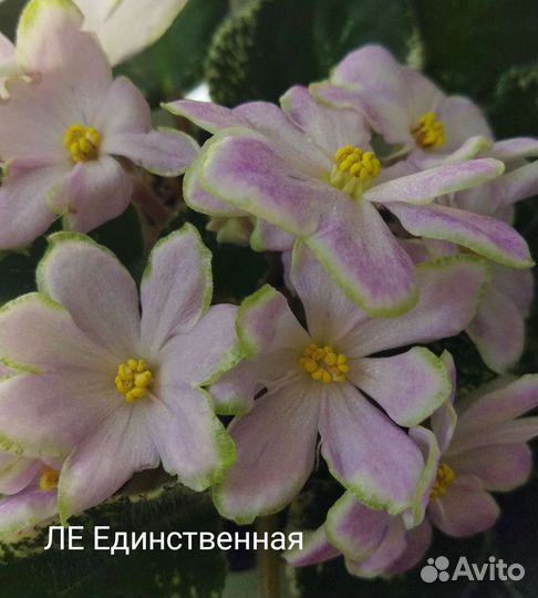 Фиалки и стрептокарпусы