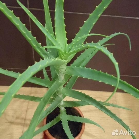 Алоэ столетник