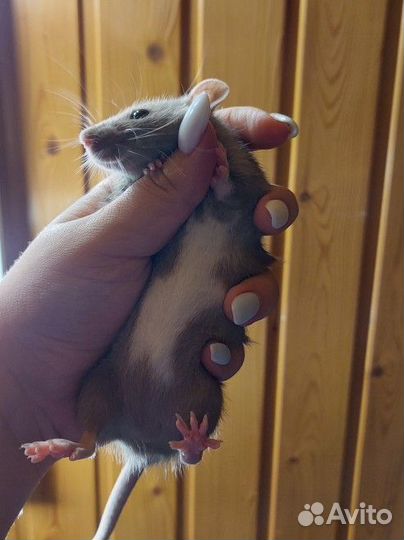 Декоративная крыса дамбо