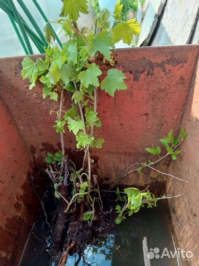 Саженцы белой смородины и вишни 