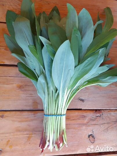 Черемша свежая под заказ