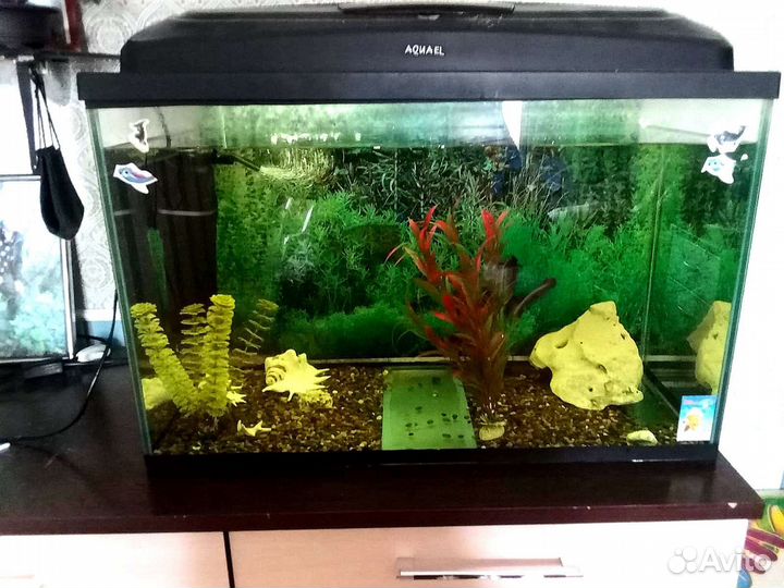 Аквариум 100л