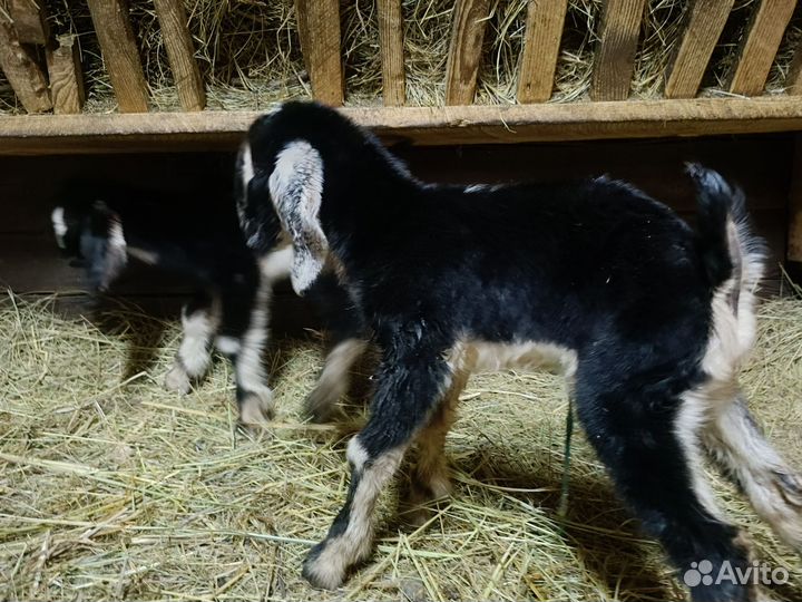 Козочки 50 шами